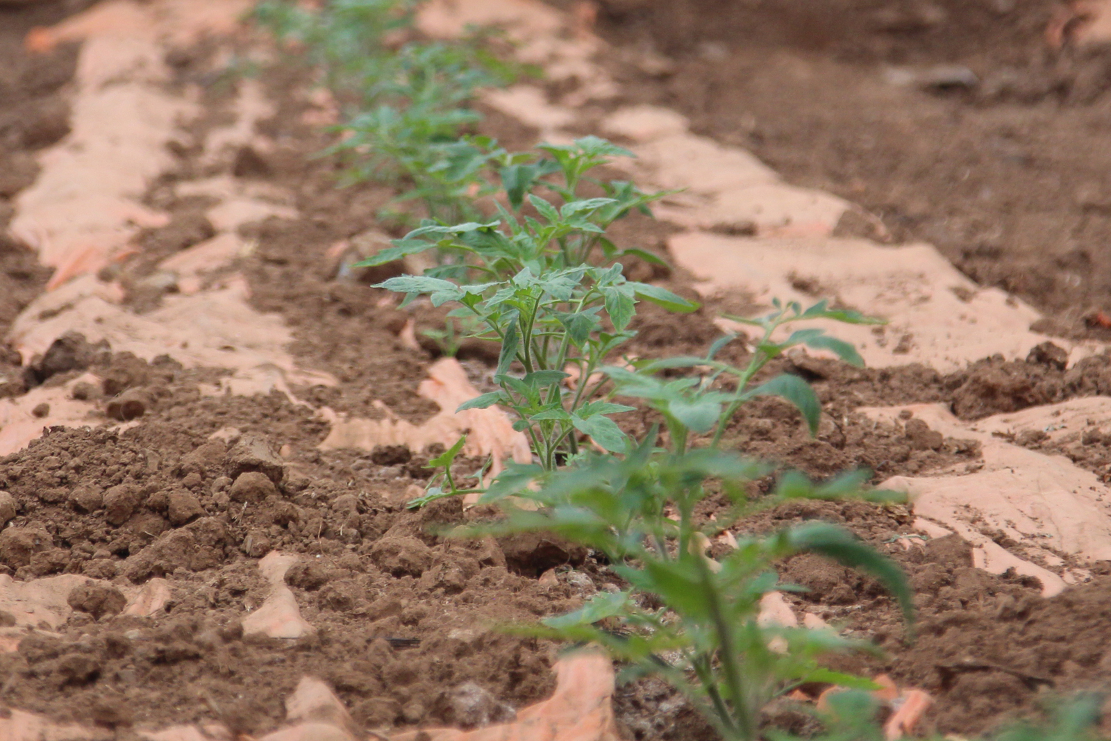 biofertilizante