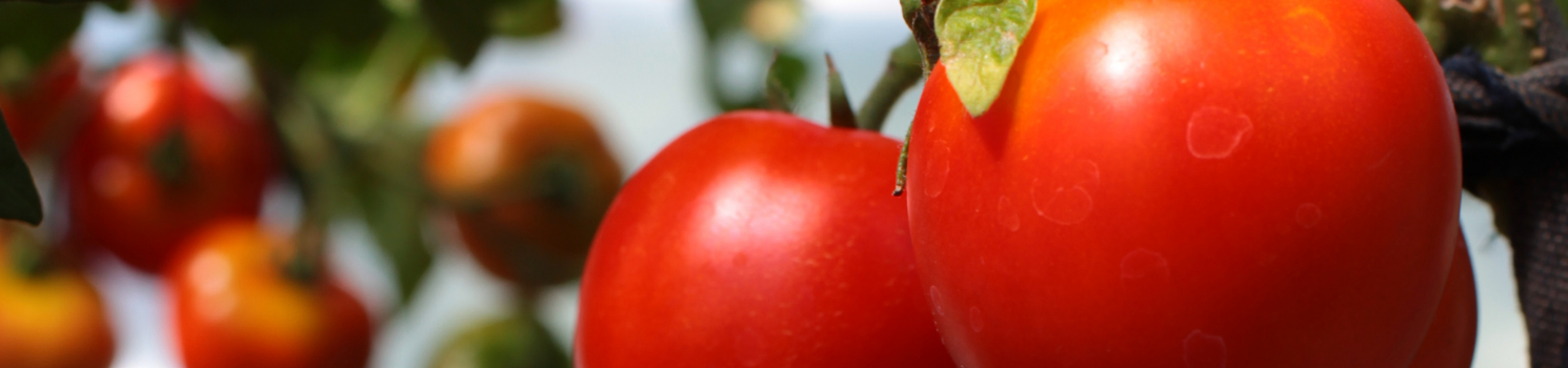 Microorganismos Eficaces para fortalecer cultivo de tomates