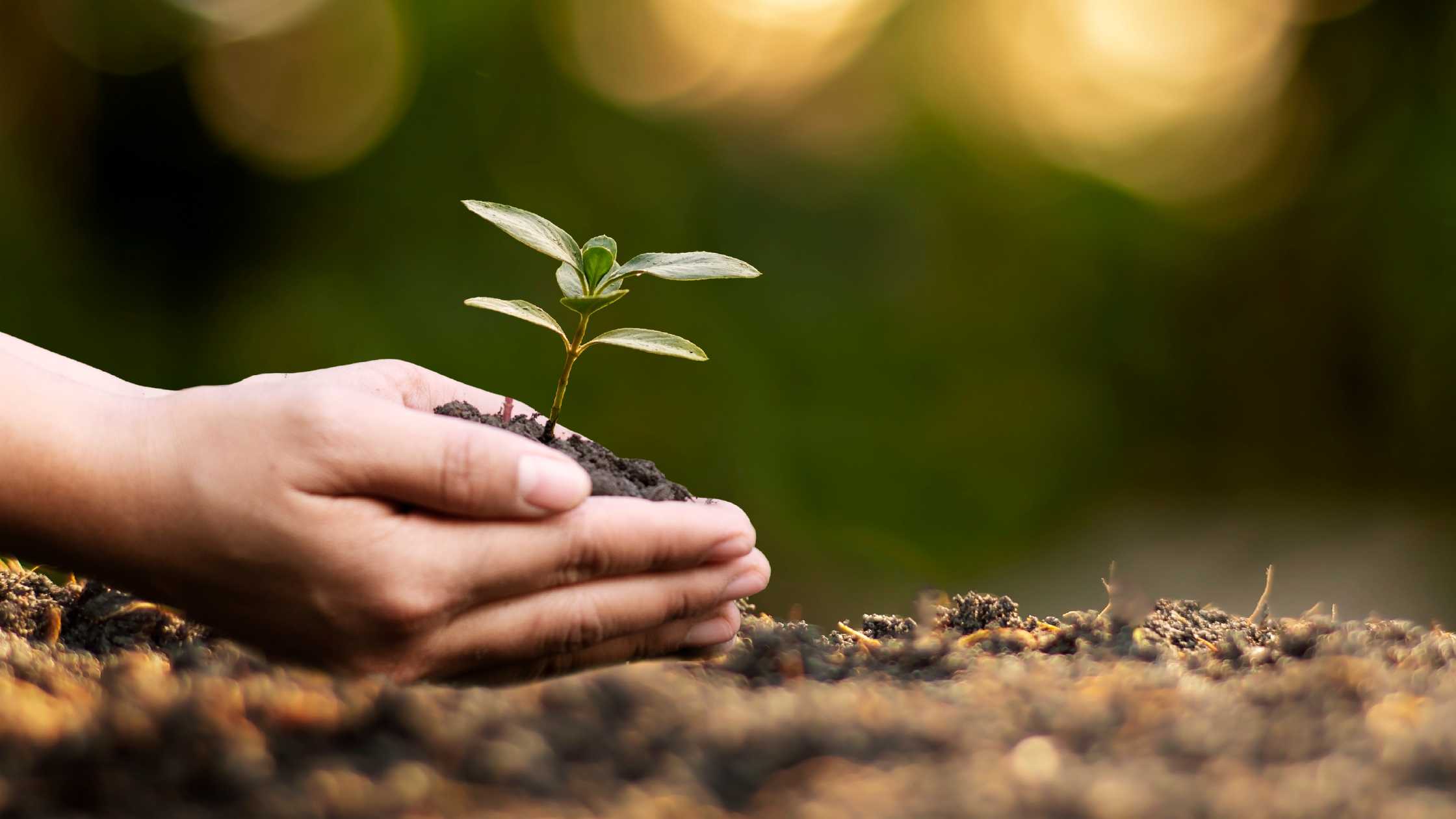 El rol de la agricultura en la solución al cambio climático