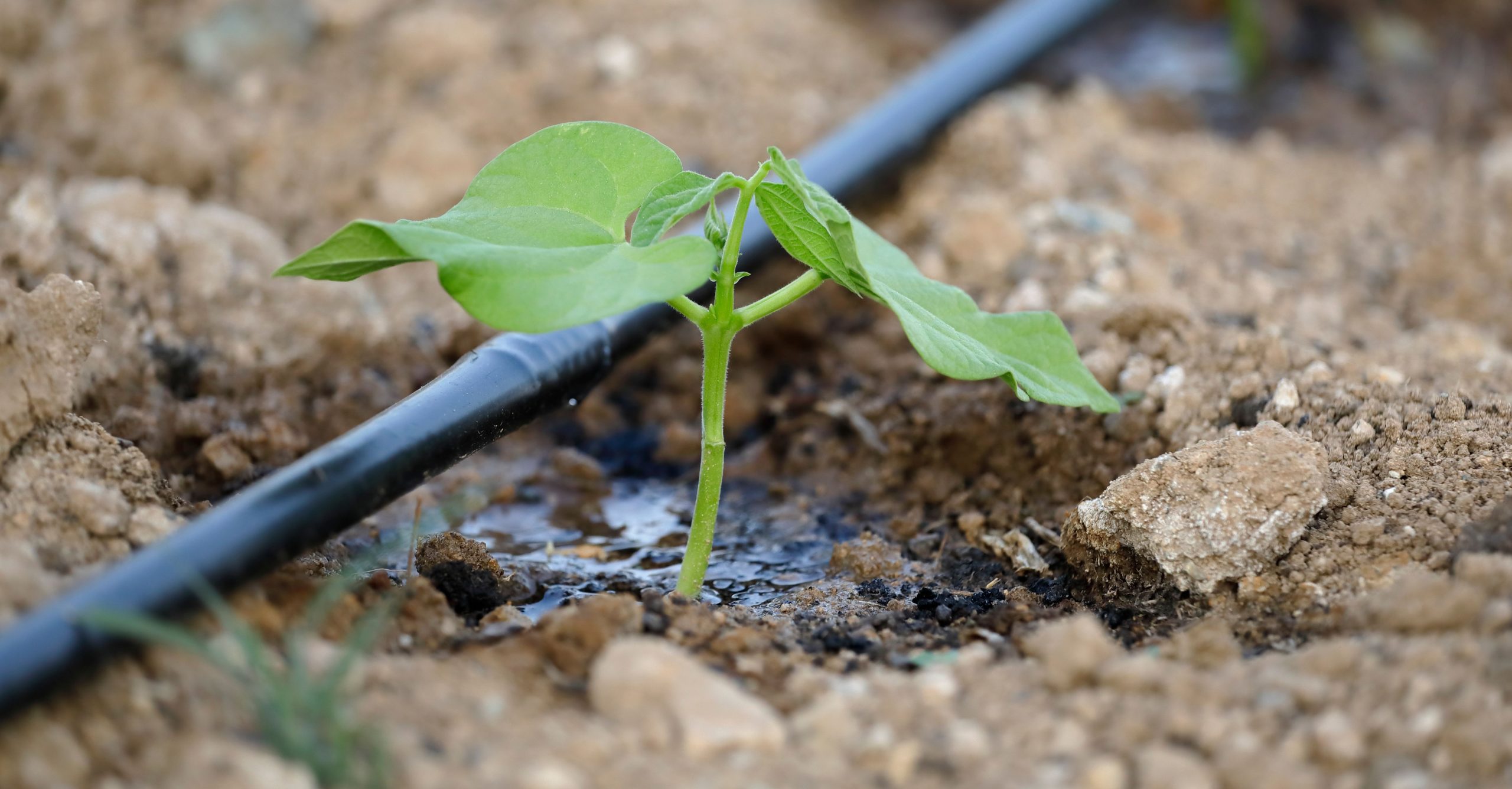 Suelo: el mejor aliado ante el cambio climático